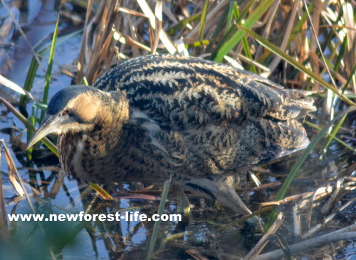 New Forest Blashford Lakes Bittern visitor at H.I.O.W. Wildlife Trust