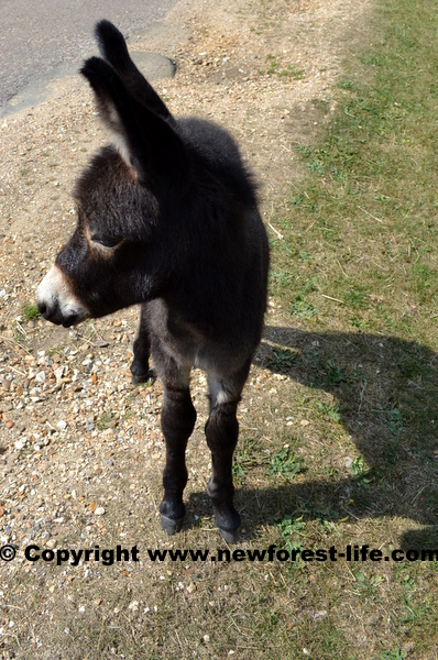 New Forest donkey foal