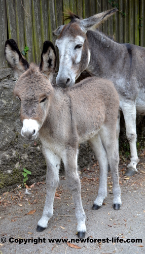 New Forest donkey and foal