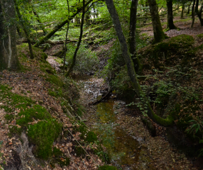 New Forest ancient woodland stream.