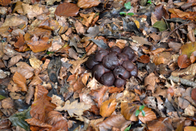 New Forest fungi 2016 on an autumn beech floor.