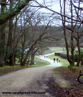 New Forest Denny Wood cyclists