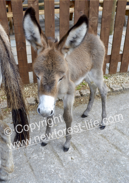New Forest donkey foal - not the one recently killed but is your speeding worth taking a little life like this?