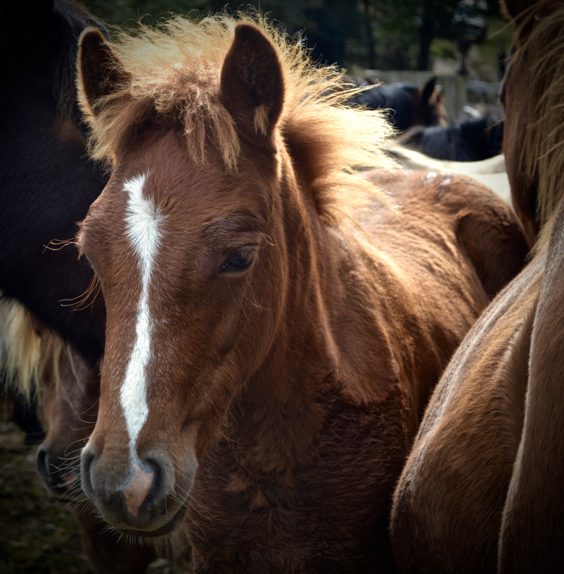 New Forest foal waiting patiently in the Drift