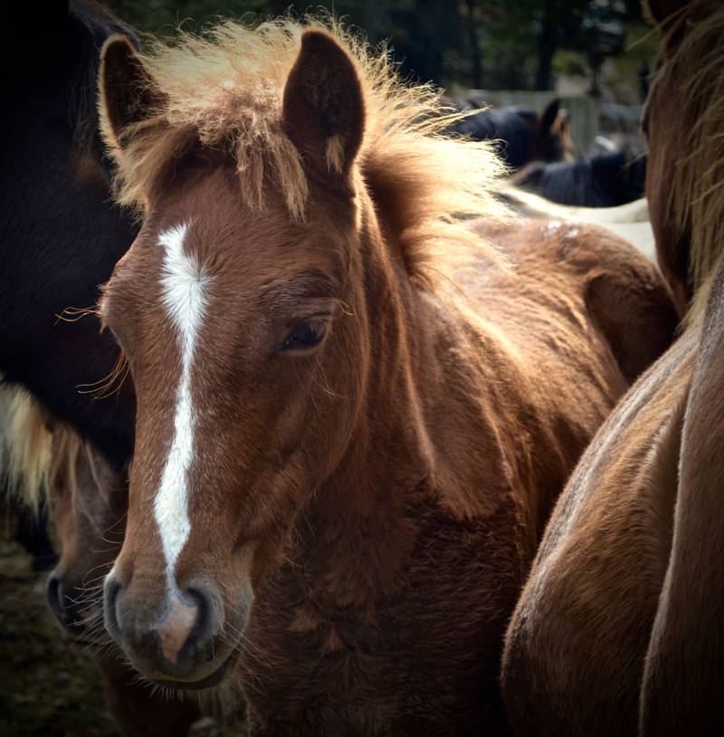 FoalDrift 2017