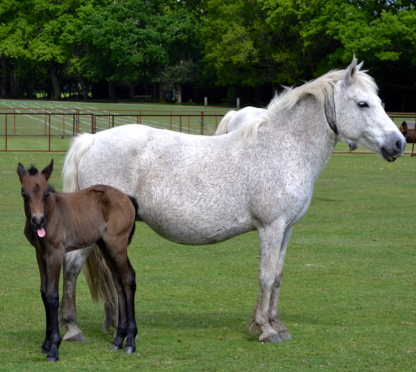 New Forest foal and her mum feeling in need of a drink?