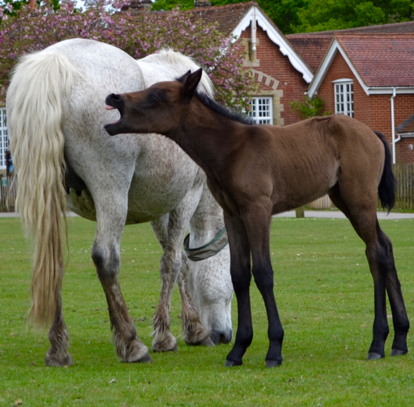 New Forest foal ready for a nap?