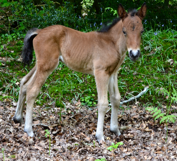 New Forest foal just a day old