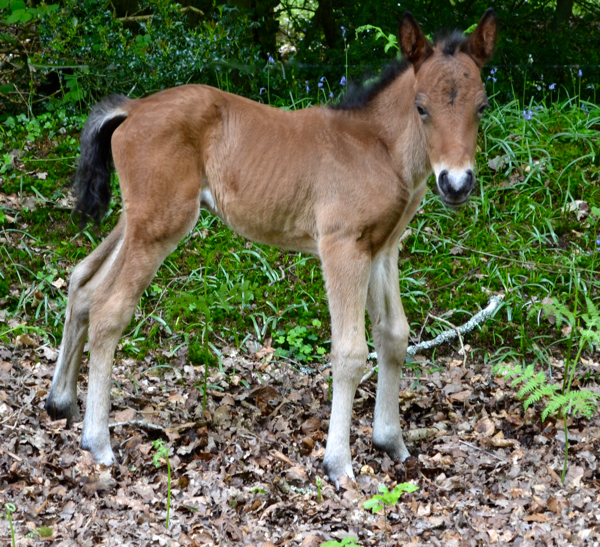 This New Forest foal is just a few hours old.