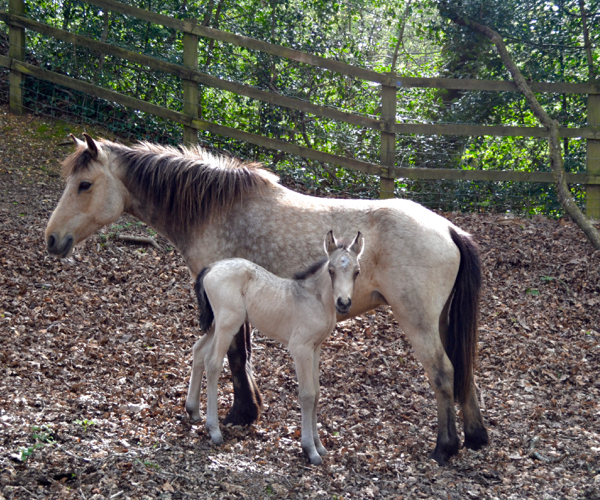 A New Forest foal enjoying some shelter in an oak glade