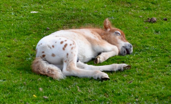 New Forest Shetland foal