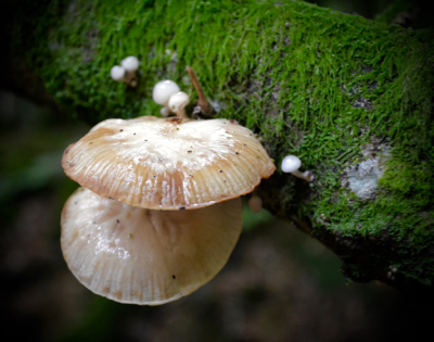 New Forest fungi. I think this one looks like an oyster - do you?