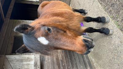 Missing pony Burley July 2026
