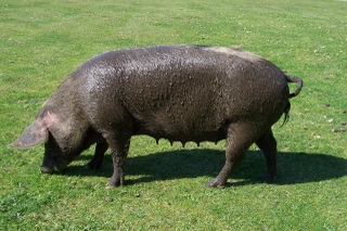 New Forest pig after a mud bath in village pond!