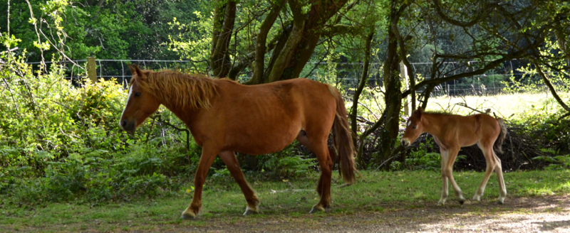 New Forest pony and foal