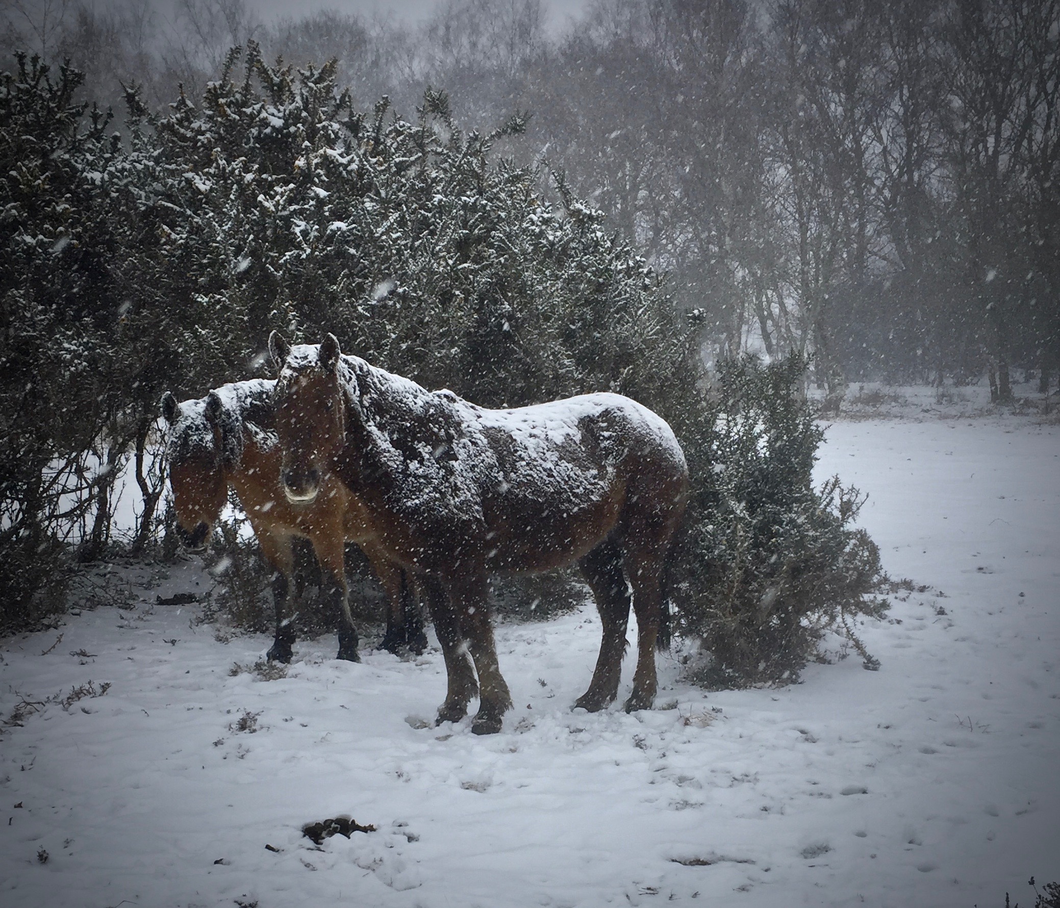 New Forest snow March 2018 - insulated coats!