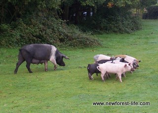 New Forest pig
