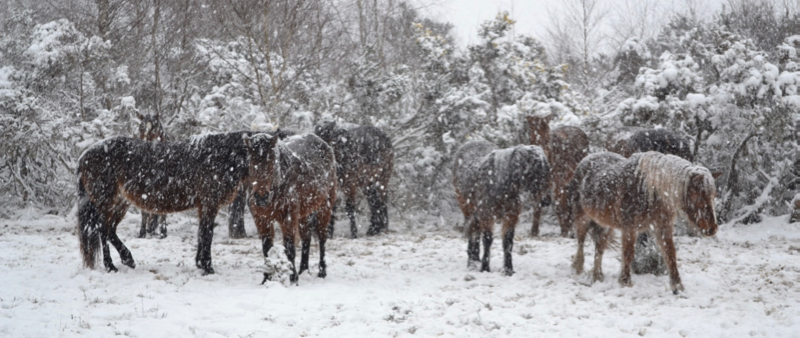New Forest snow