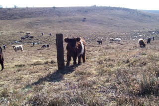 New Forest cow a Belted Galloway calf