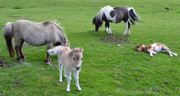 New Forest Shetland foals