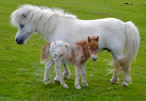 New Forest Shetland foal - standing up and looking adorable!