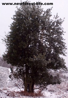 New Forest Holly with Redwings
