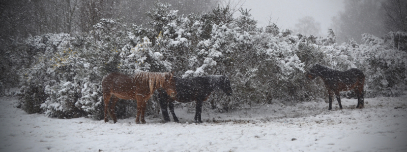 New Forest ponies sheltering from the snow