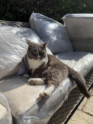 Spock the cat was lost in Lyndhurst on 1st July 2020. Is he in your shed or outhouse? Please search.