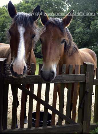 New Forest ponies at my gate asking for a cool bucket to drink.