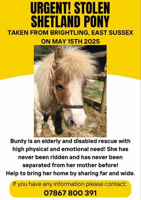 Stolen Shetland pony Bunty 