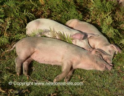Happy sleeping pigs