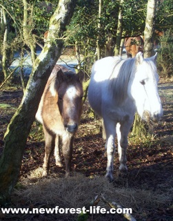 New Forest ponies eating winter feed