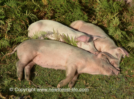 New Forest pigs sleeping in the sun.