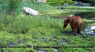 New Forest pony and cow in deep mud!